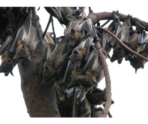 Świat się kręci dzięki nietoperzom? Rola skrzydlatych ssaków w ekosystemach świata i ludzkiej gospodarce.