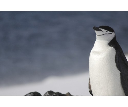 Antarctic Beauty, czyli opowieść o roku spędzonym w Antarktyce