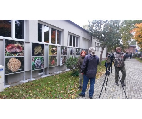 Duże zainteresowanie wystawą grzybów w Słupsku