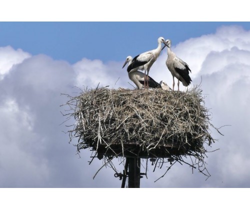 Kontrola zasiedlenia gniazd bociana białego w Trójmiejskim Parku Krajobrazowym i okolicach