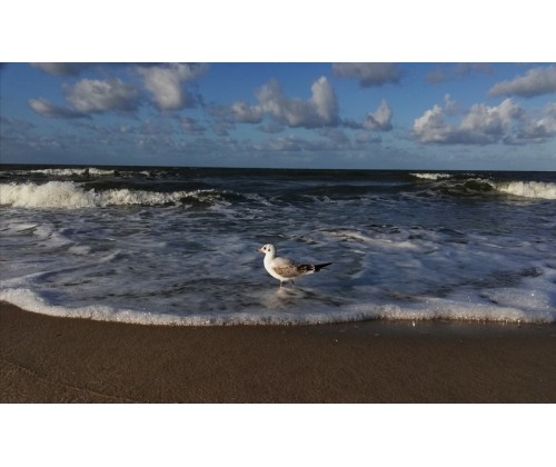 „Morze Bałtyckie w obiektywie” - rozstrzygnięcie konkursu fotograficznego