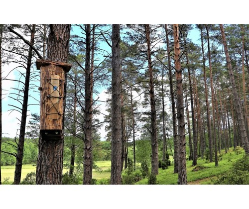 Pszczoły wracają do lasu - kłody bartne we Wdzydzkim Parku Krajobrazowym