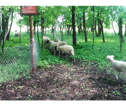 Owce i kozy wracają do czynnej ochrony na wyspie Sidły we Wdzydzkim Parku Krajobrazowym.