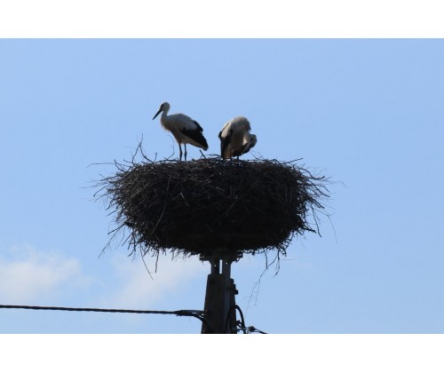 Monitoring zasiedlenia gniazd bociana białego w Trójmiejskim Parku Krajobrazowym i okolicach