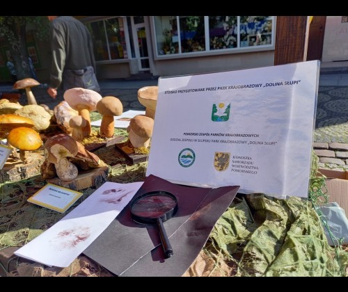 Wystawa grzybów, jak zwykle, wzbudziła duże zainteresowanie mieszkańców naszego miasta