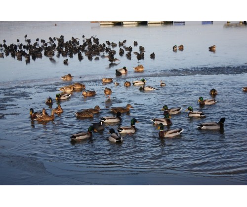 Liczenie zimujących ptaków wodnych w Zaborskim Parku Krajobrazowym