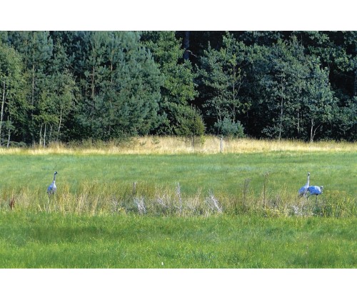 Konkurs fotograficzny „Życie śródleśnych łąk Trójmiejskiego Parku Krajobrazowego” - rozstrzygnięcie