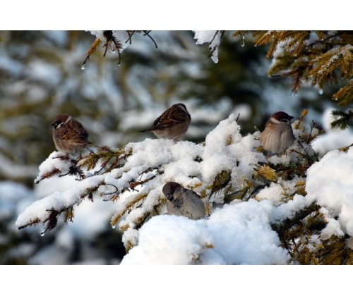 "Pomagamy ptakom przetrwać zimę" - warsztaty edukacyjne OEE w Szymbarku